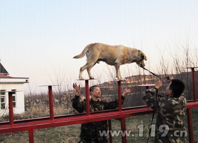 呂梁消防再投五萬元購置搜救犬訓練器材